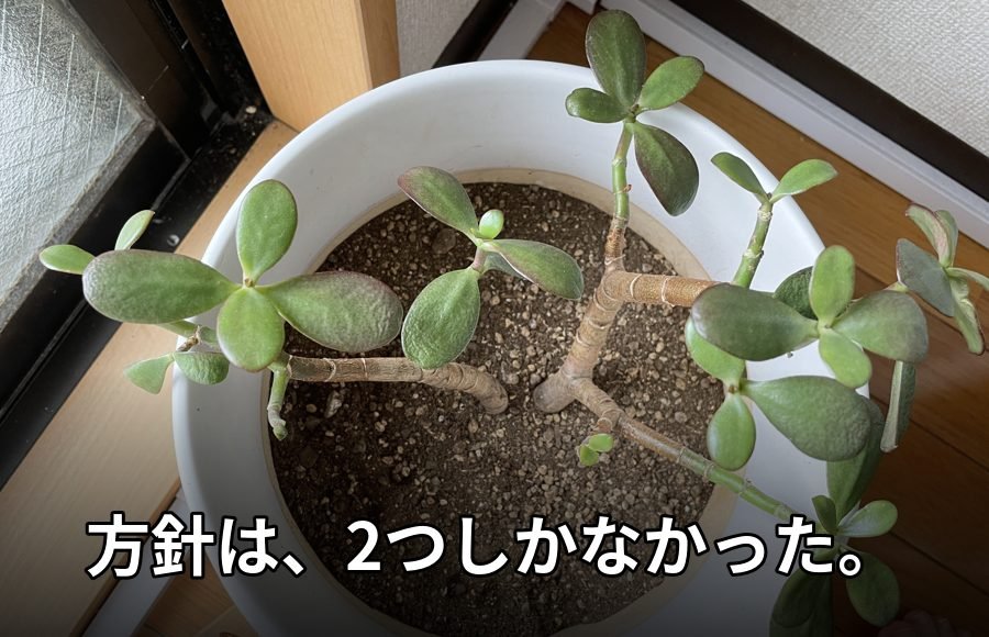 鉢植えの新芽。テロップ「方針は、2つしかなかった。」